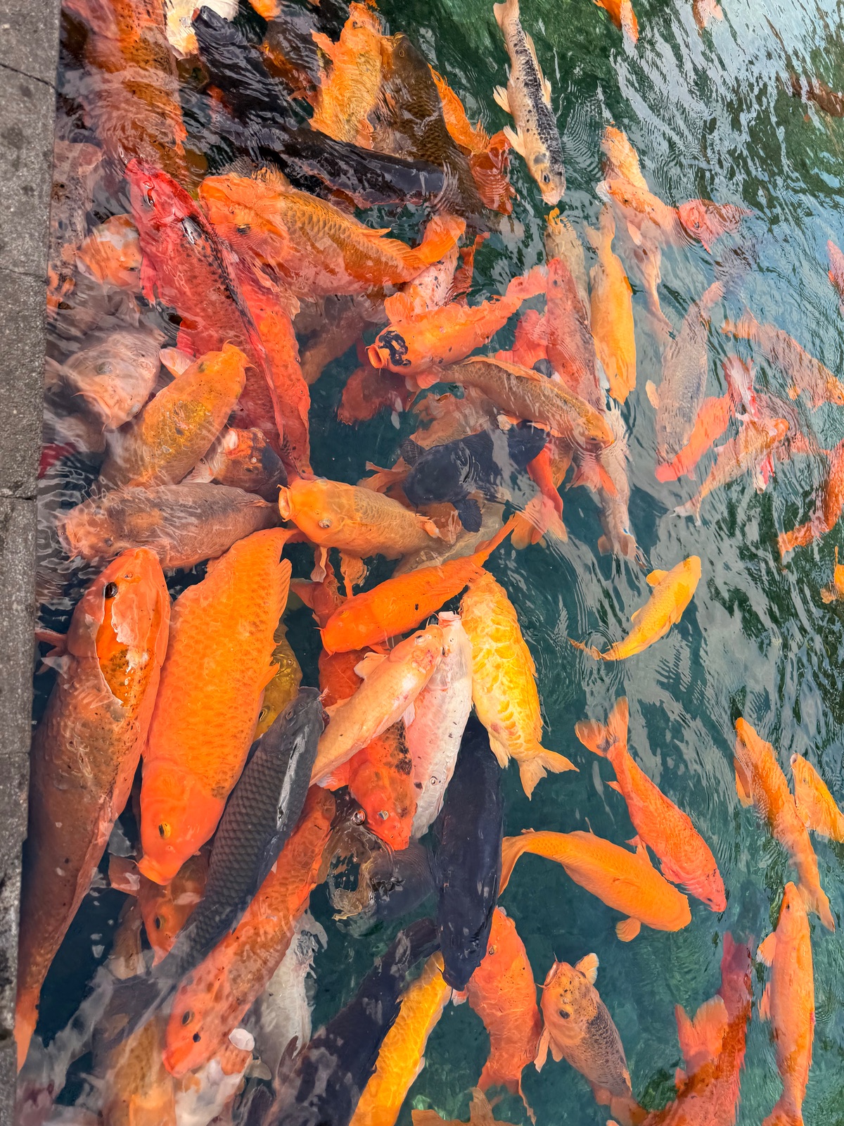 Feeding the temple fish is basically a blood sport