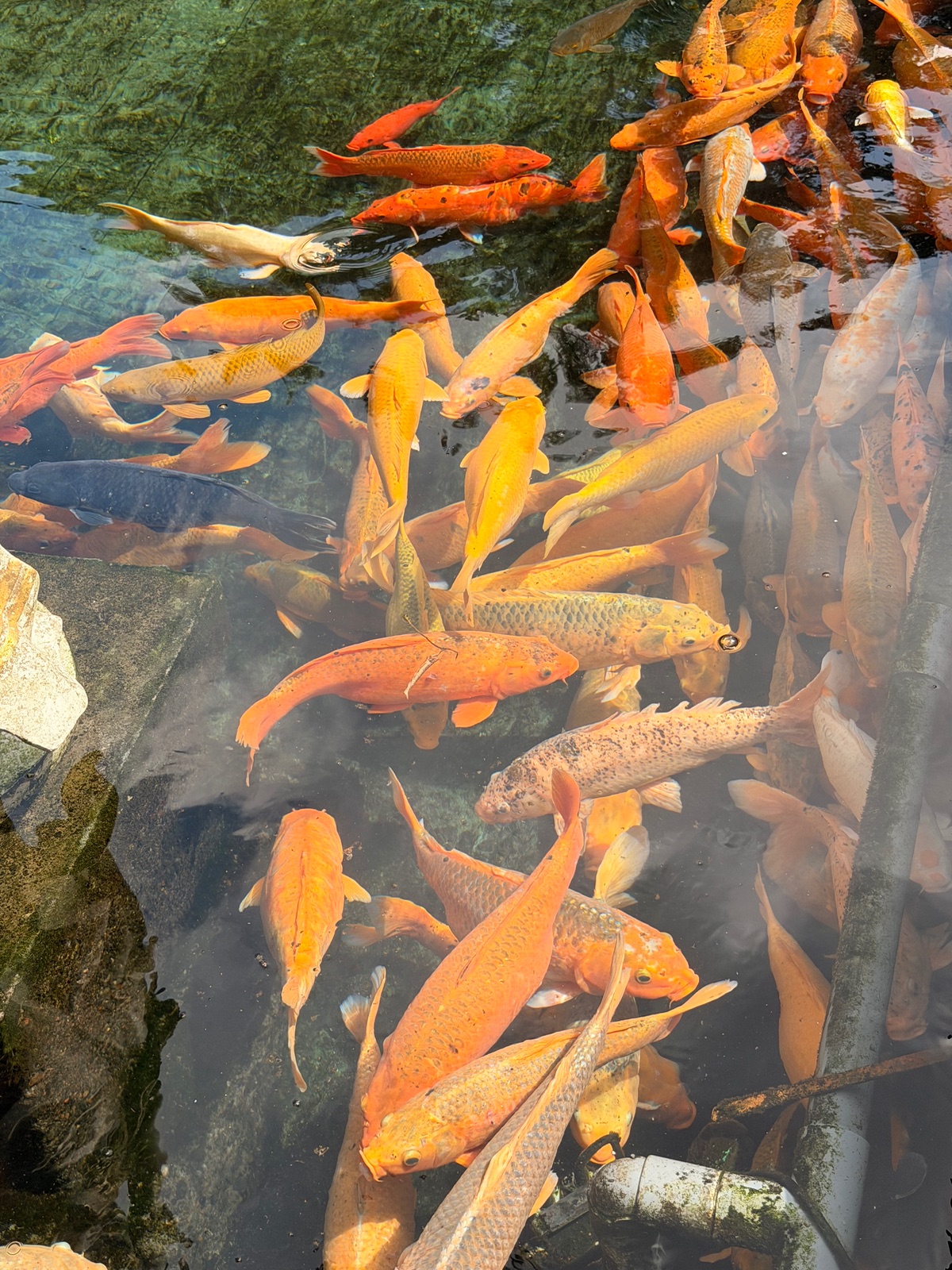 Feeding the temple fish is basically a blood sport