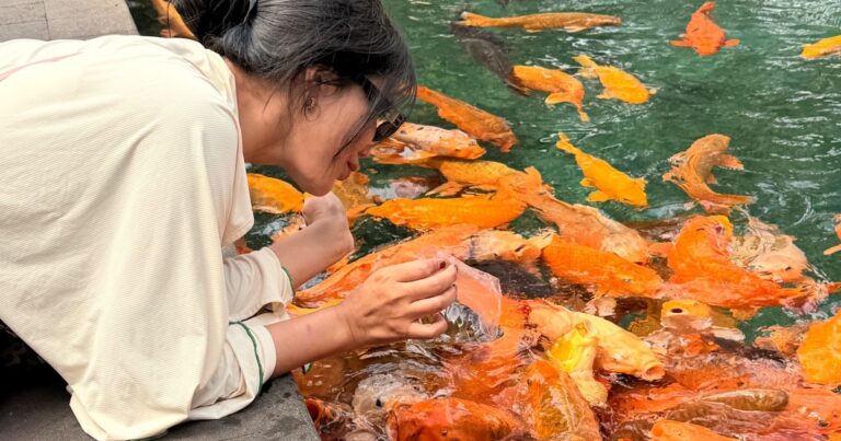 Feeding the temple fish is basically a blood sport