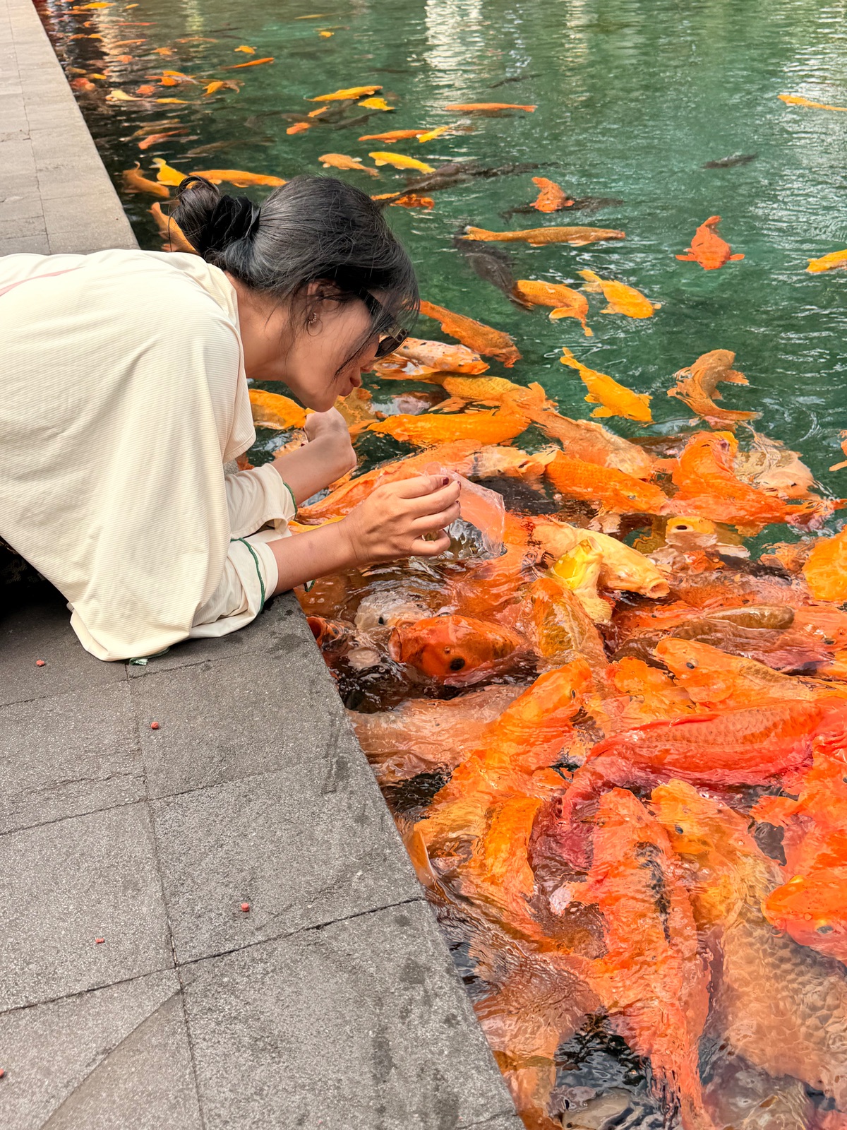 Feeding the temple fish is basically a blood sport