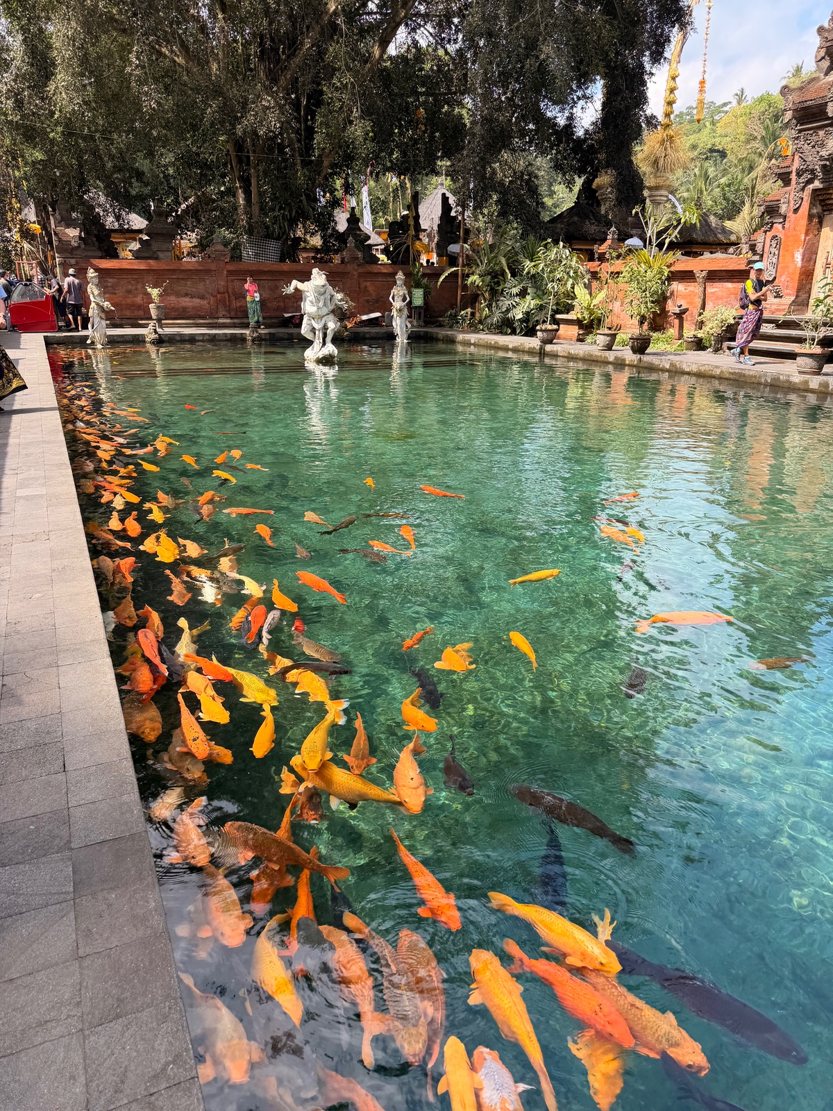 Feeding the temple fish is basically a blood sport