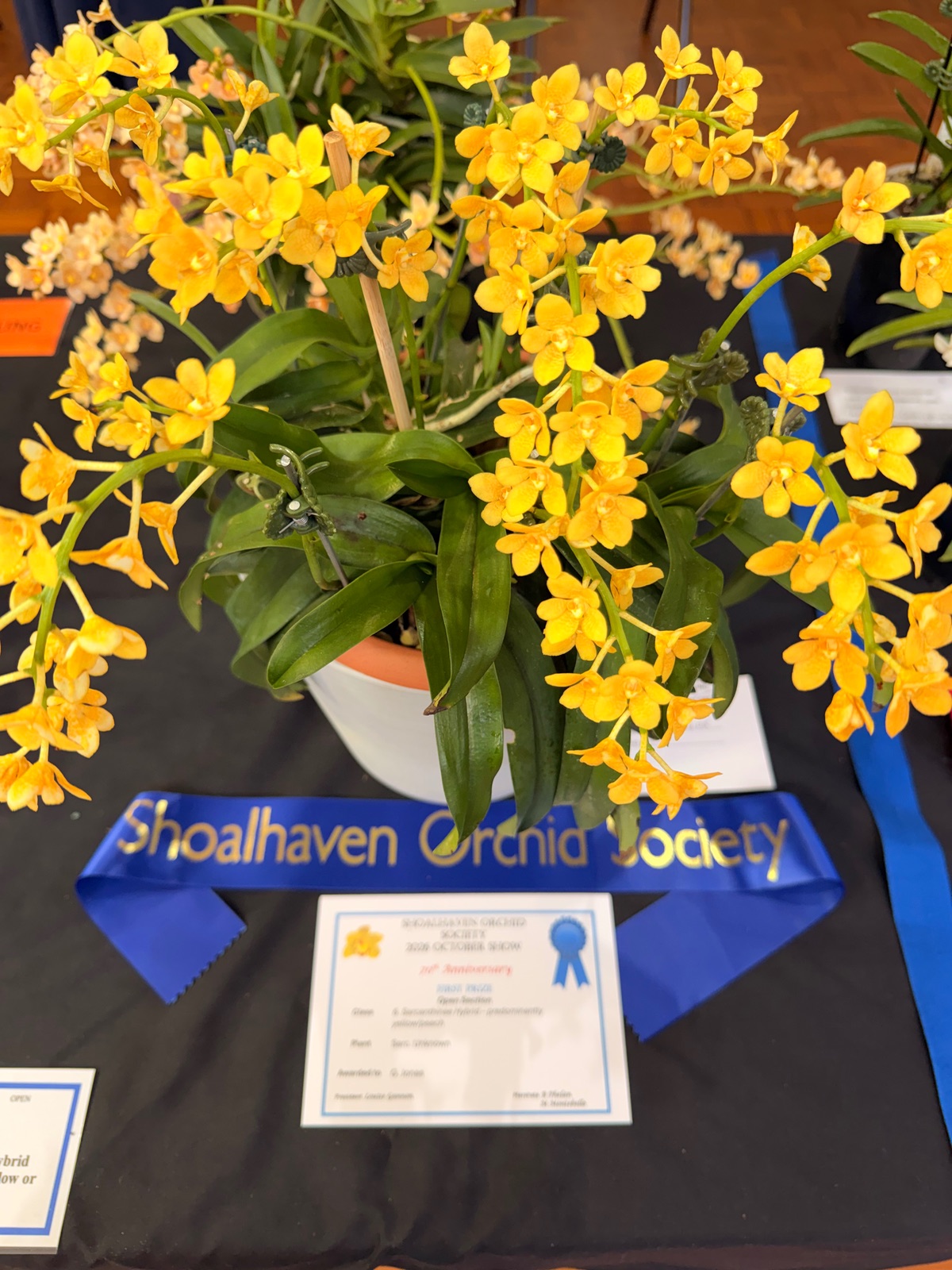 I Went to an Orchid Show and Barely Survived