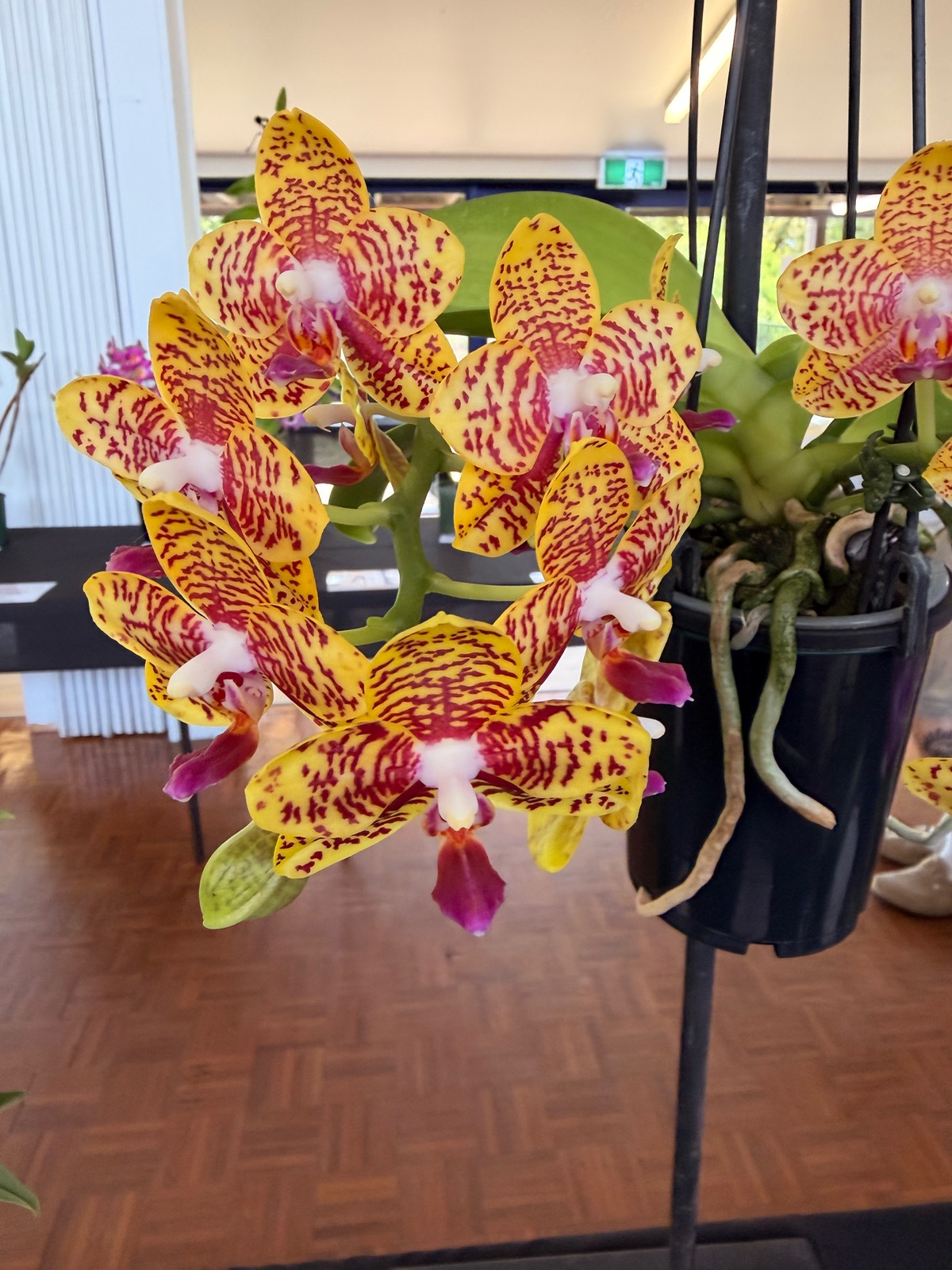 I Went to an Orchid Show and Barely Survived