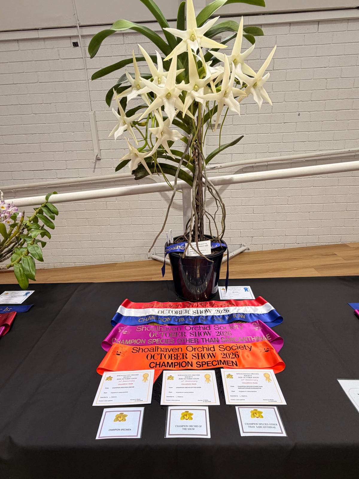I Went to an Orchid Show and Barely Survived