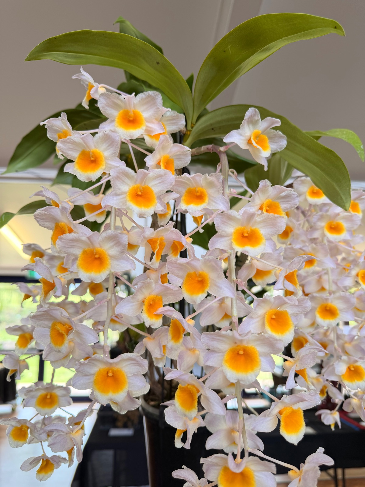 I Went to an Orchid Show and Barely Survived
