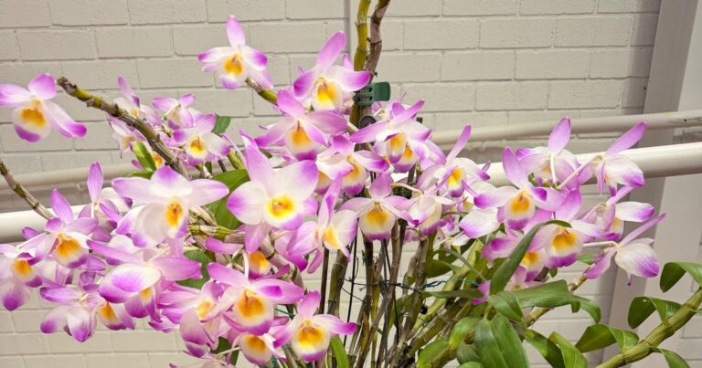 I Went to an Orchid Show and Barely Survived
